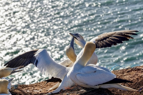 Geflügelpest auf Helgoland