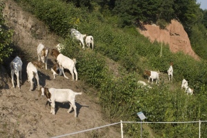 Ziegenweidung Liether Kalkgrube (© Roland Vinx)