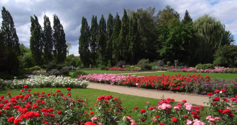 Rosengarten (© Fotokreis Pinneberg)_1100